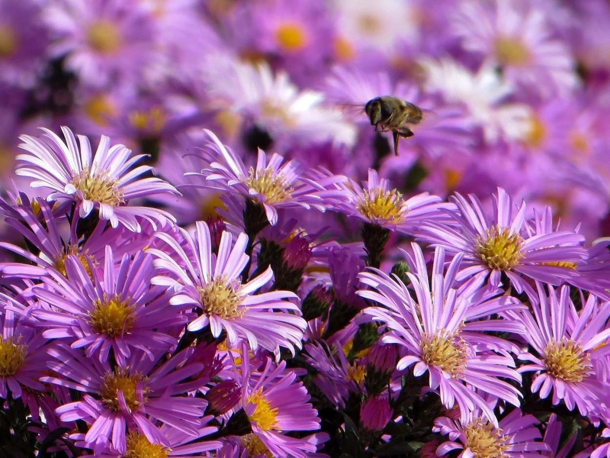 Астра новобельгийская - сентябринки