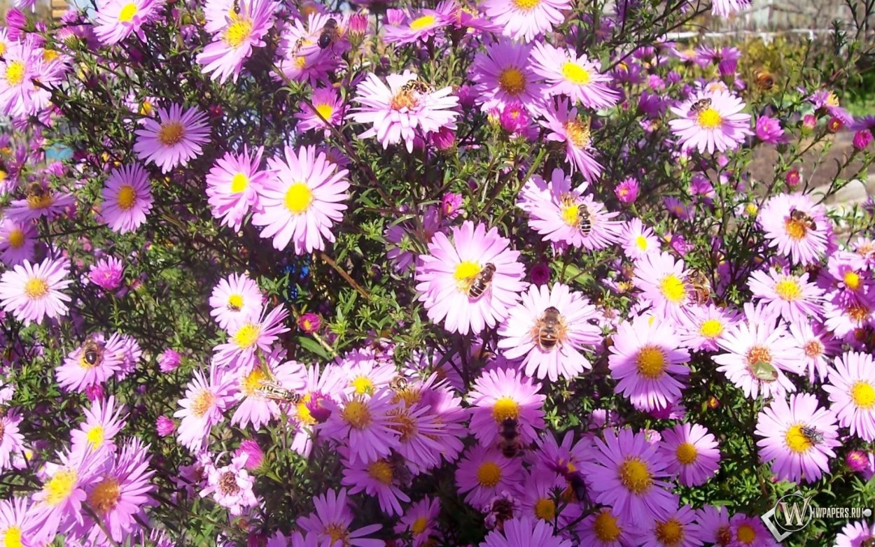 Астра Альпийская сентябринка