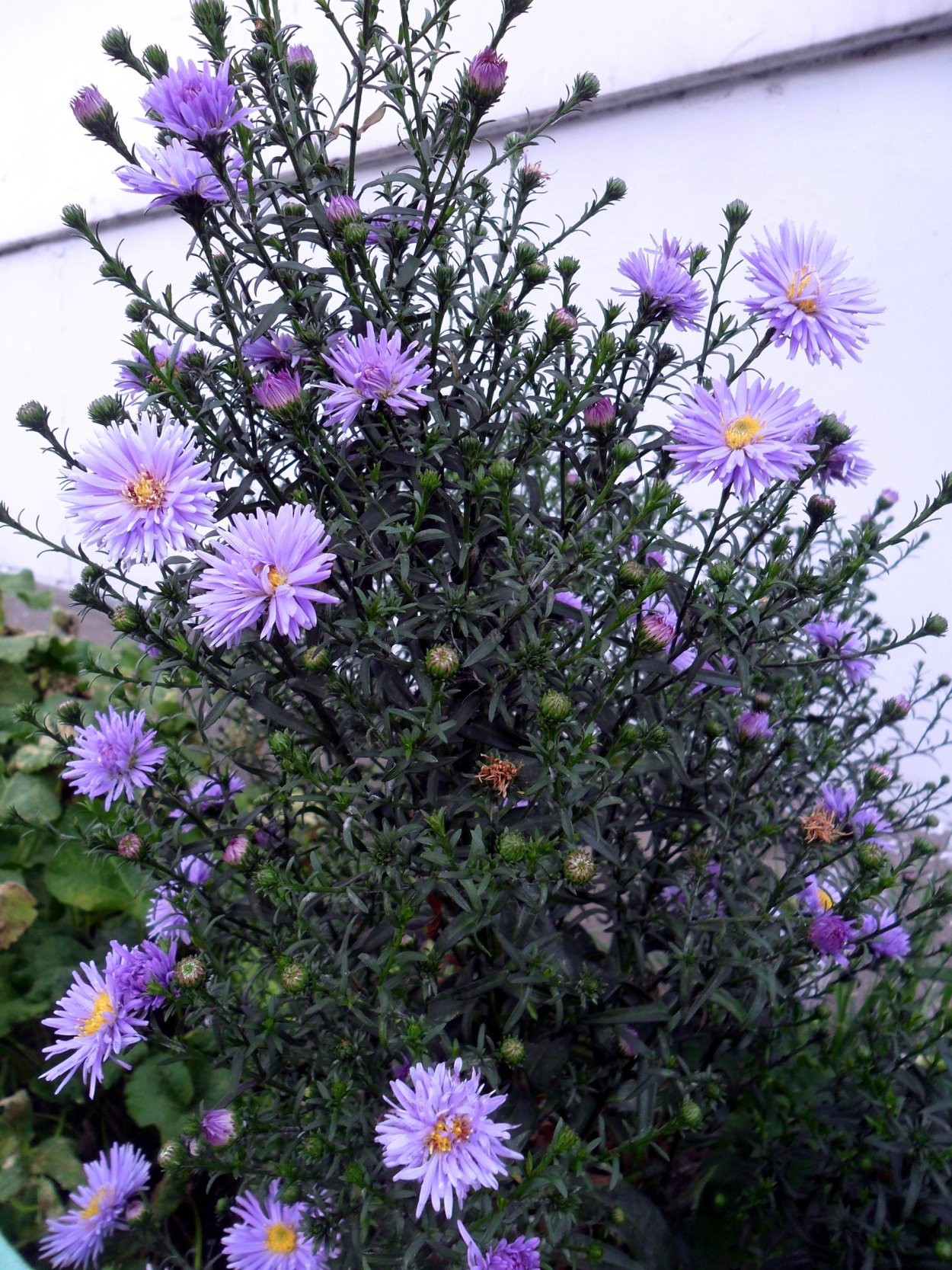 Астра Альпийская сентябринка