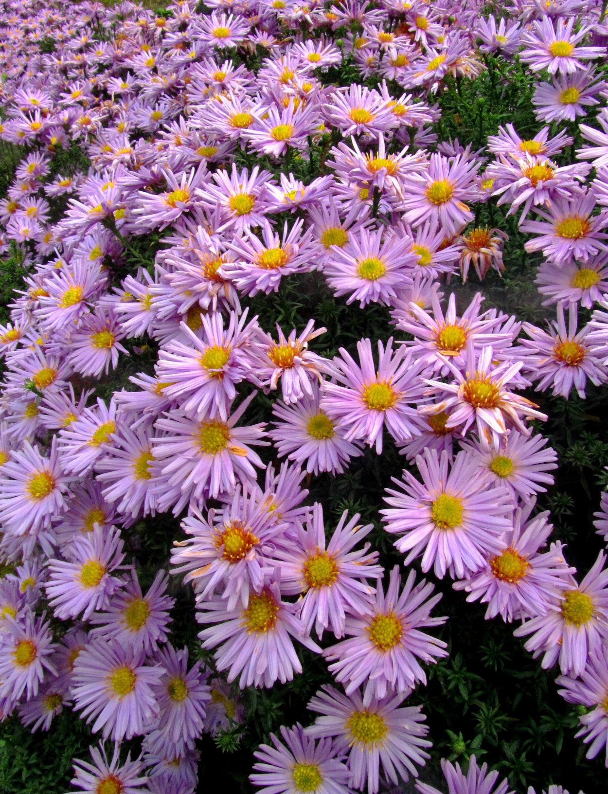 Цветы октябринки и сентябринки