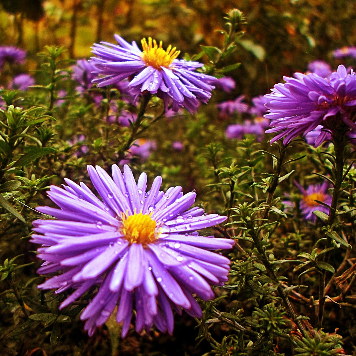 Астра сентябринка многолетняя
