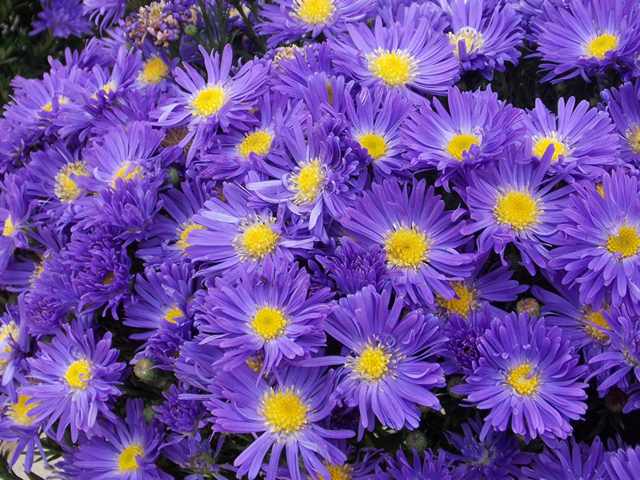 Астра кустарниковая голубая Лагуна