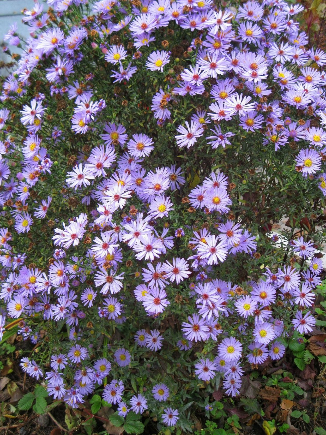 Астра сентябринка многолетняя