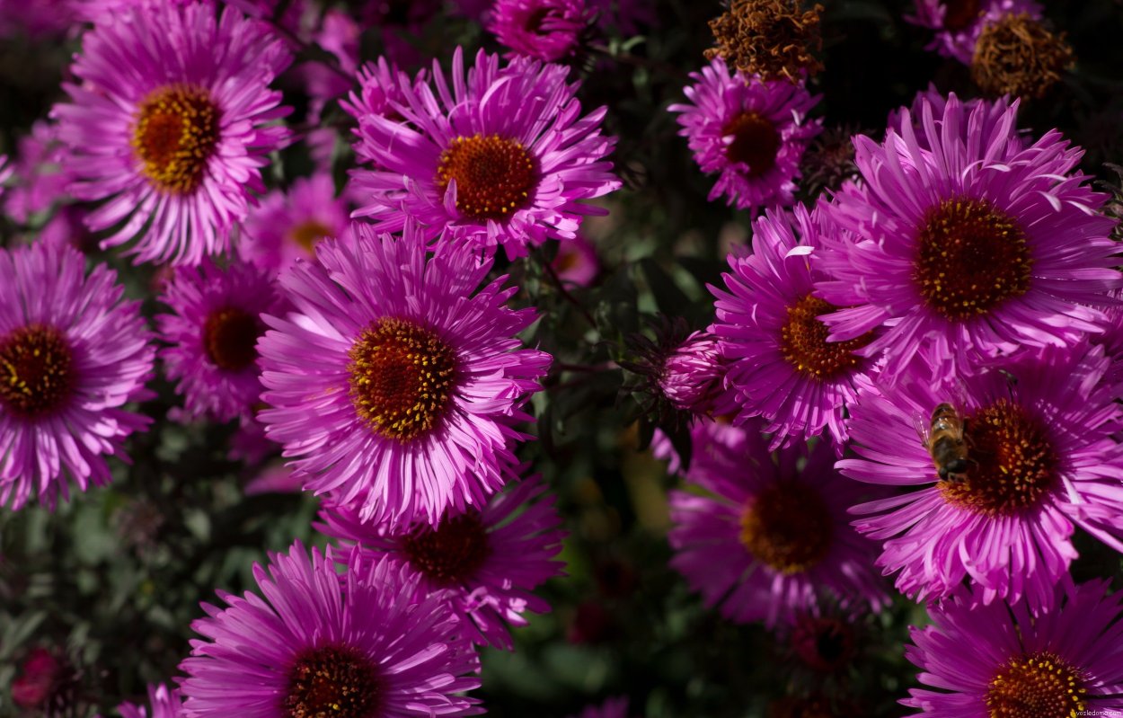 Астра новобельгийская Барс Пинк