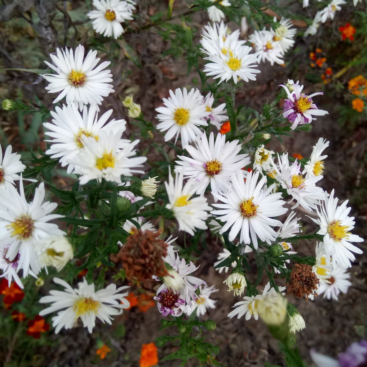 Октябринка белая Астра