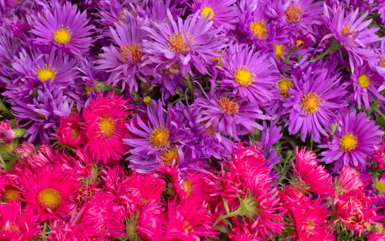 Астра многолетняя Октябринка