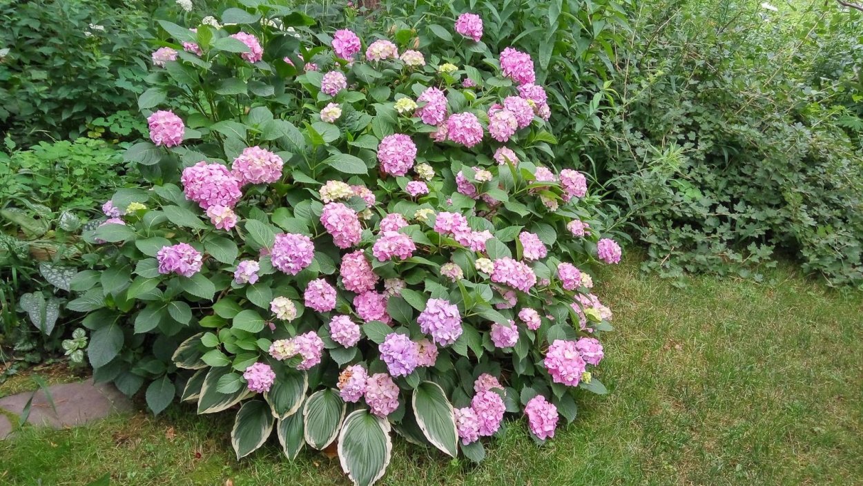 Клумба с рододендроном