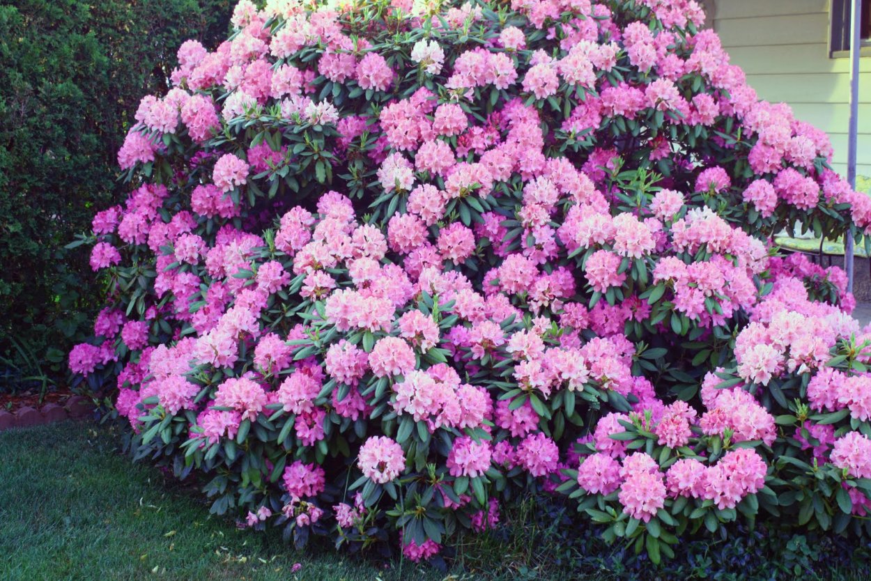 Рододендрон катевбинский Живая изгородь