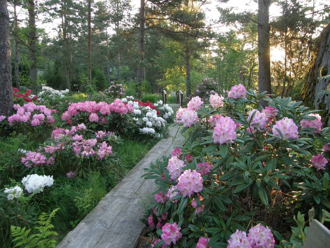 Клумба с рододендроном и гортензией
