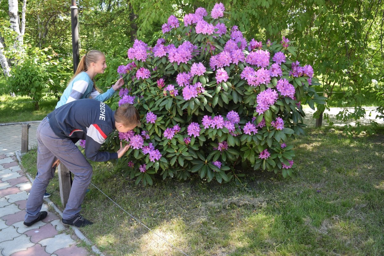 Миксбордер с гортензией метельчатой