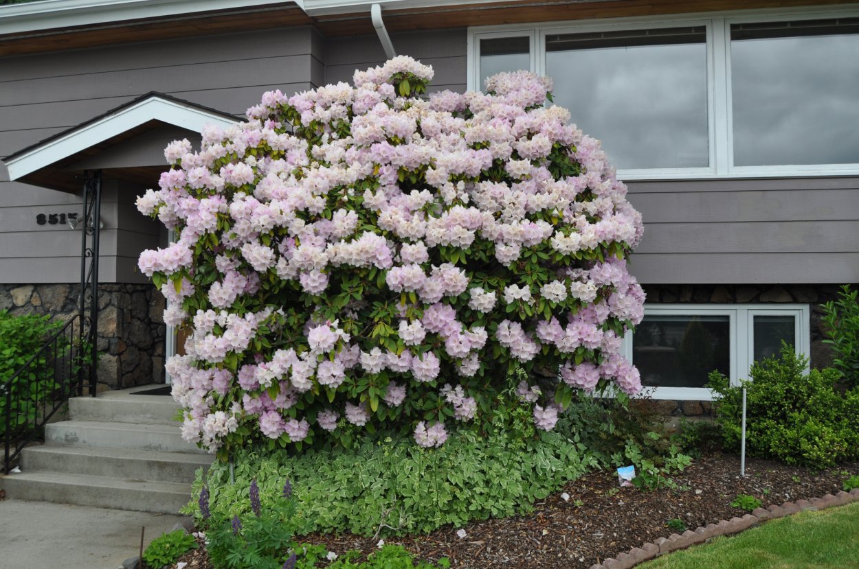 Гортензия Лаймлайт Живая изгородь
