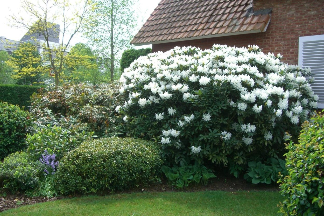Гортензии с рододендронами в ландшафтном