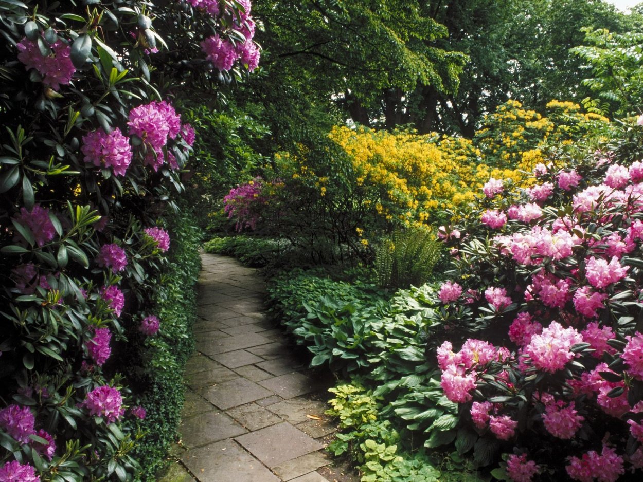 Рододендрон и гортензия