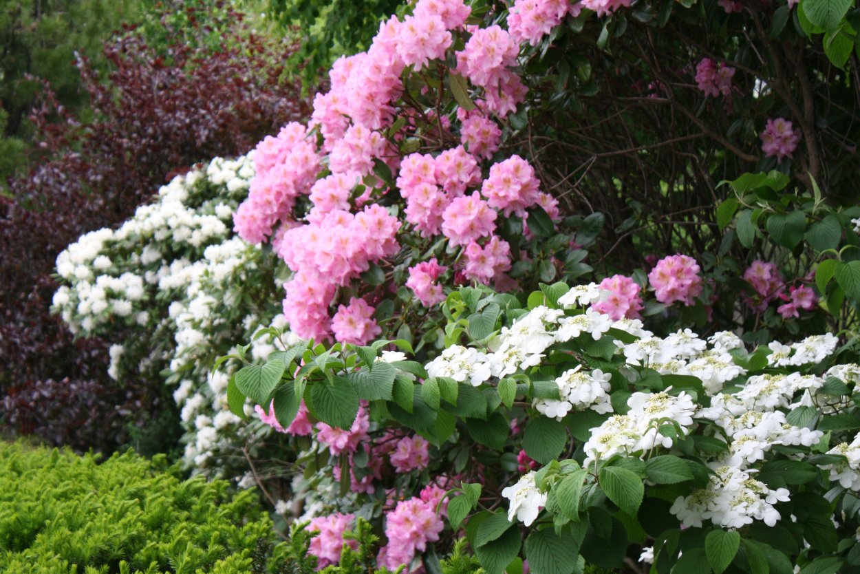 Рододендрон и гортензия