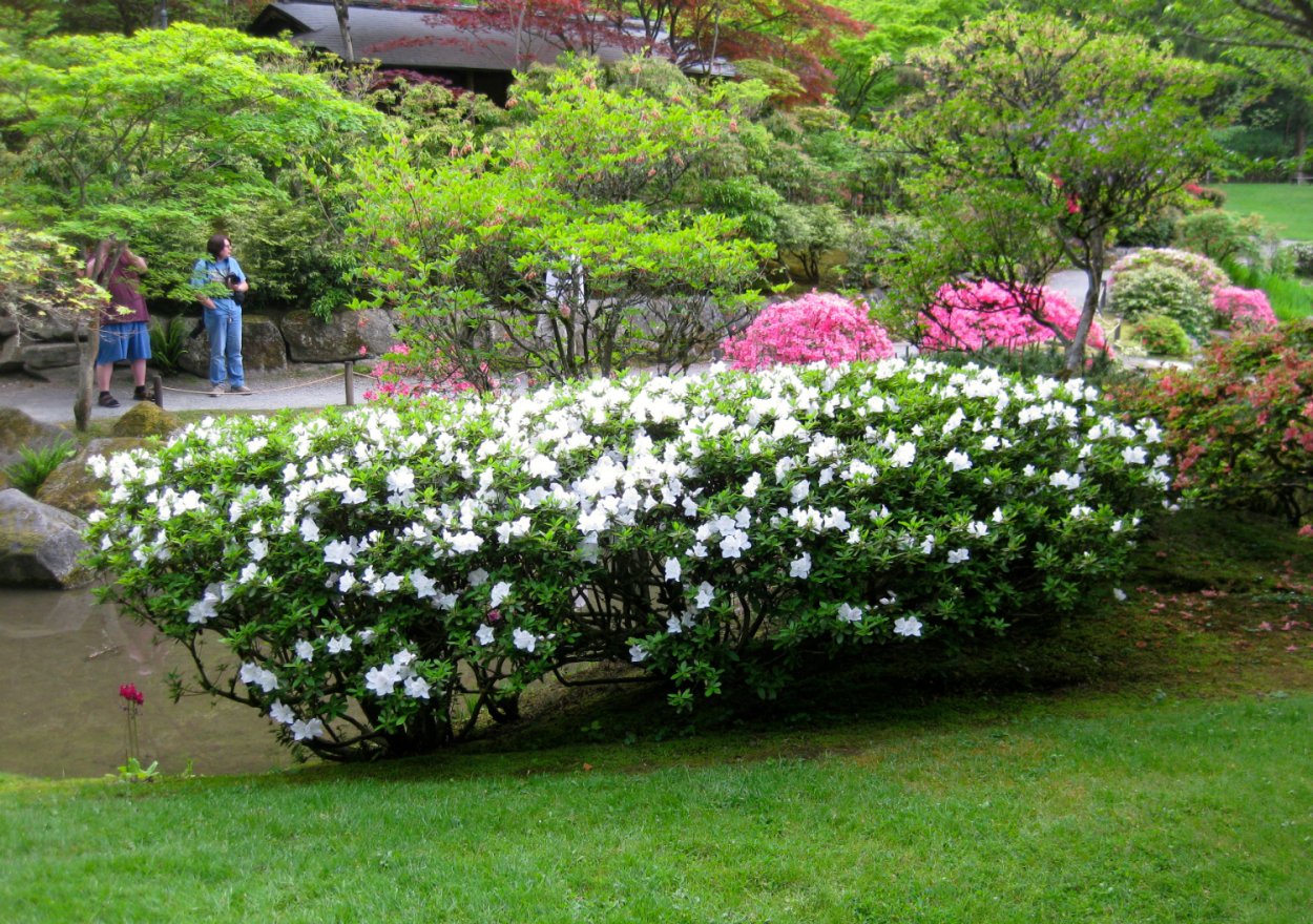 Рододендрон Азалия белая Панда