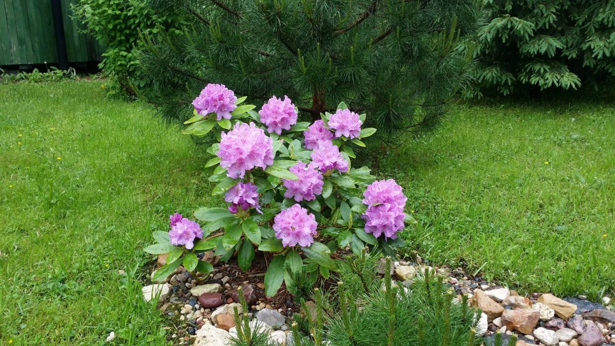 Рододендрон и гортензия