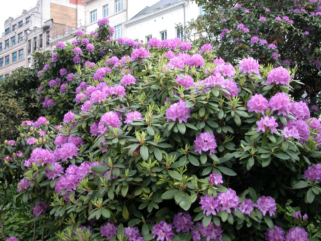 Рододендрон куст