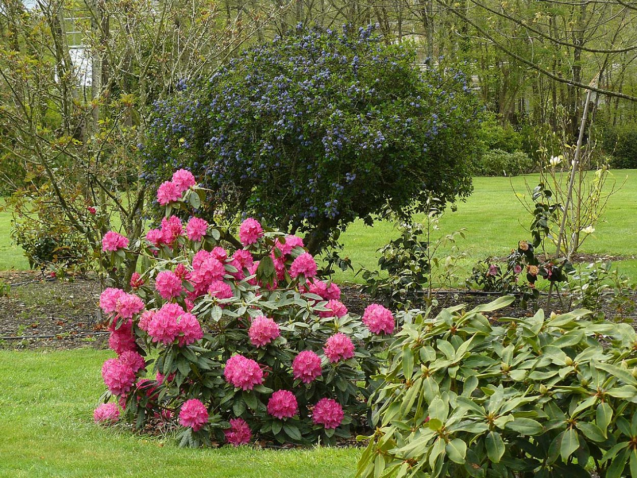 Рододендрон и гортензия