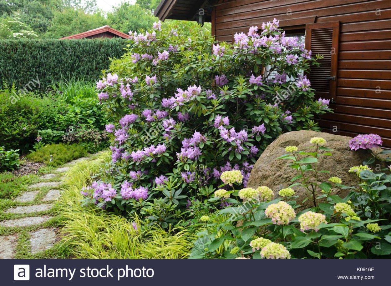 Рододендрон и гортензия