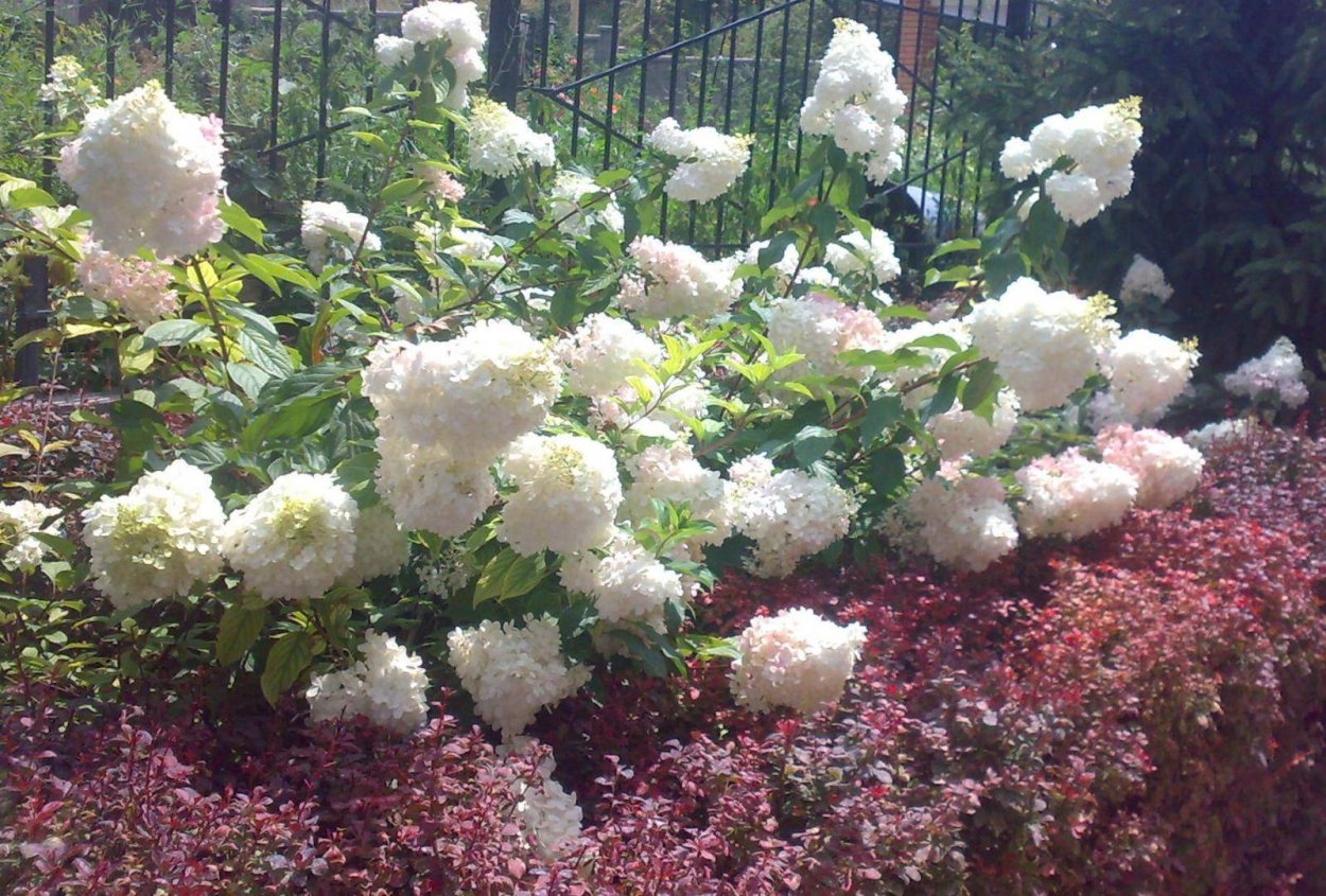 Сад рододендронов в Финляндии