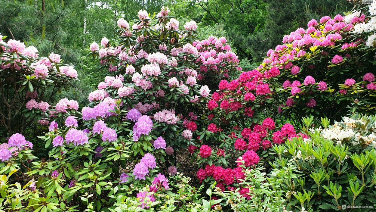 Рододендрон с пионами