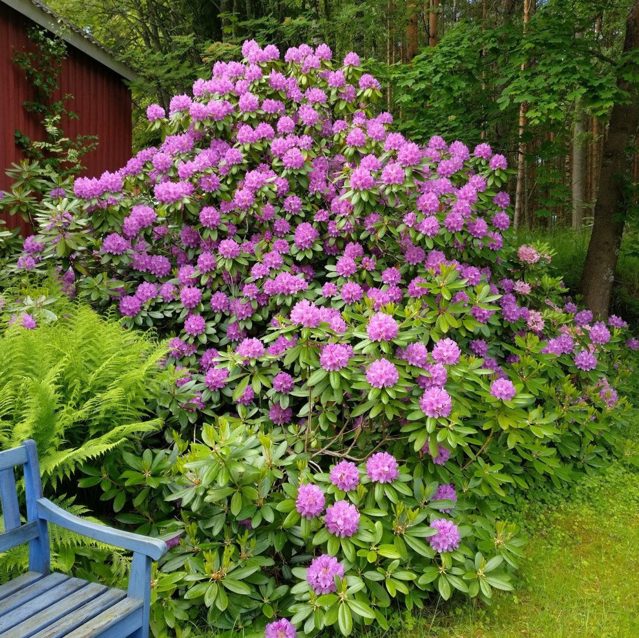 Клумба с рододендроном и гортензией