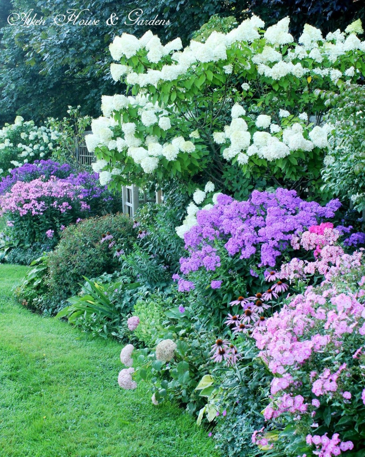 Рододендрон и гортензия