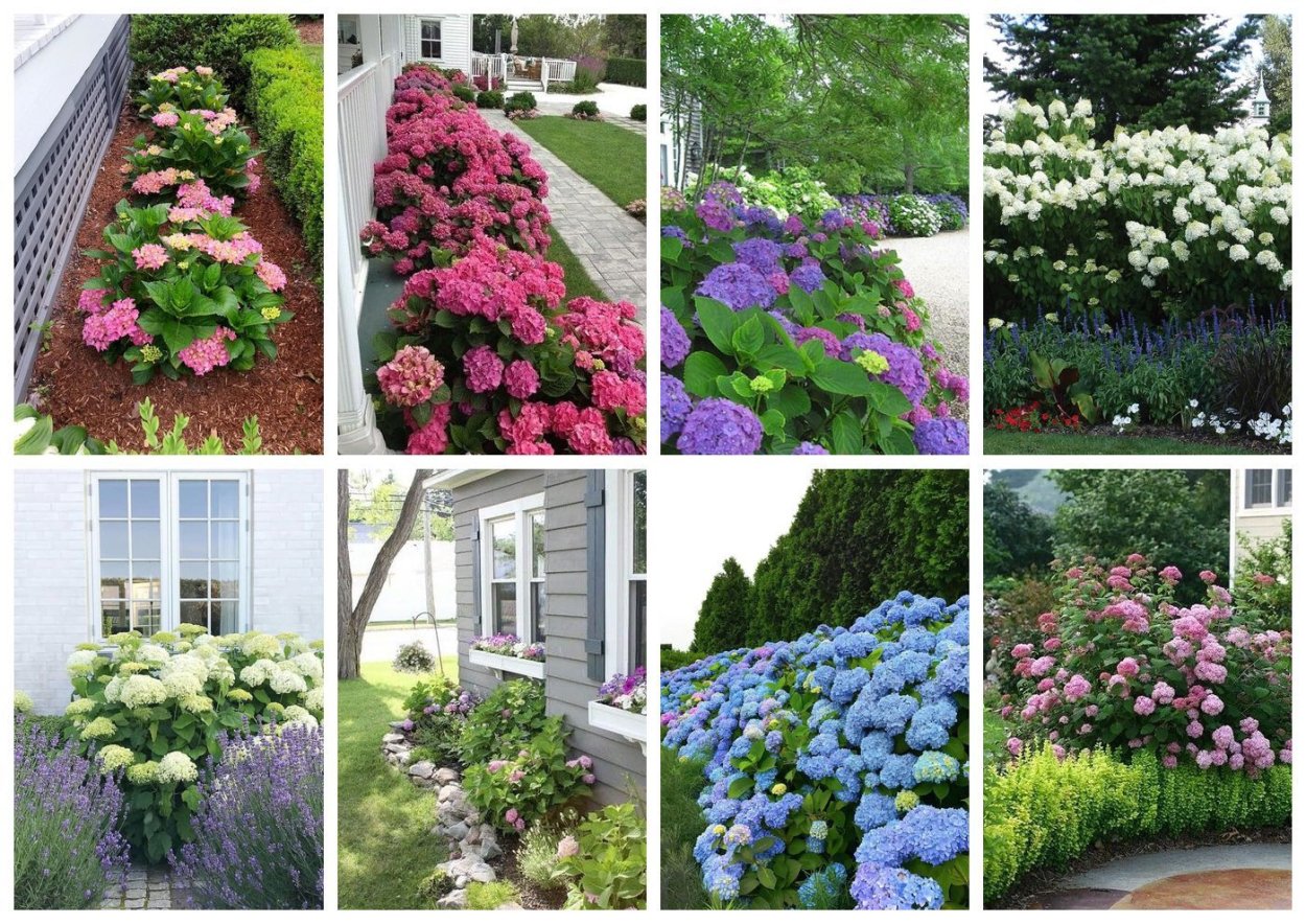 Рододендрон с пионами