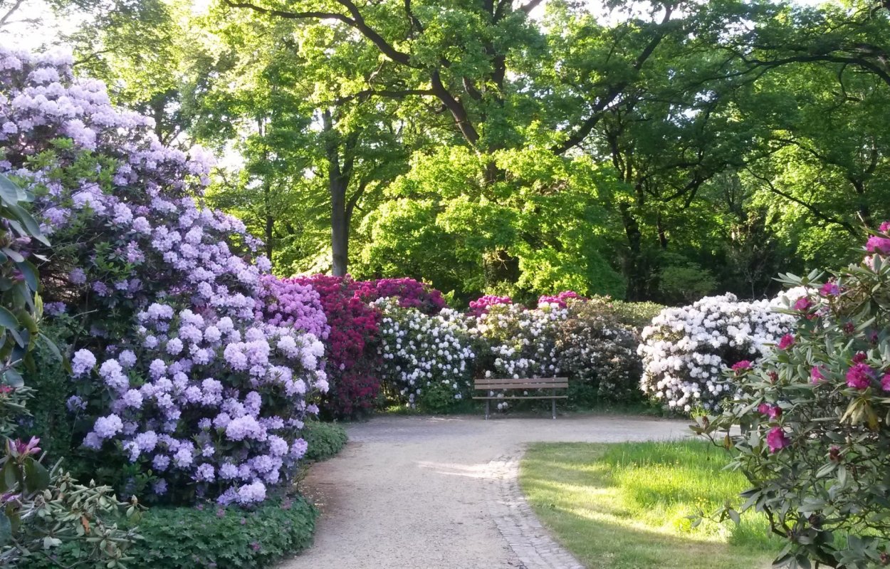 Рододендрон и гортензия