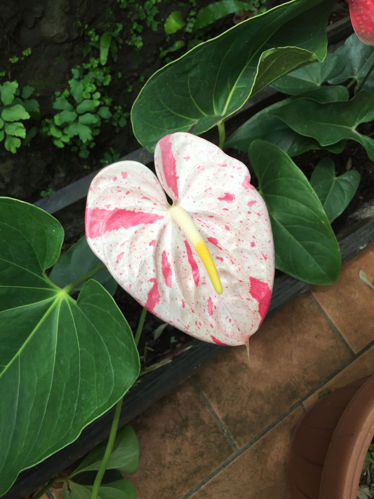 Антуриум Алексия Глориус