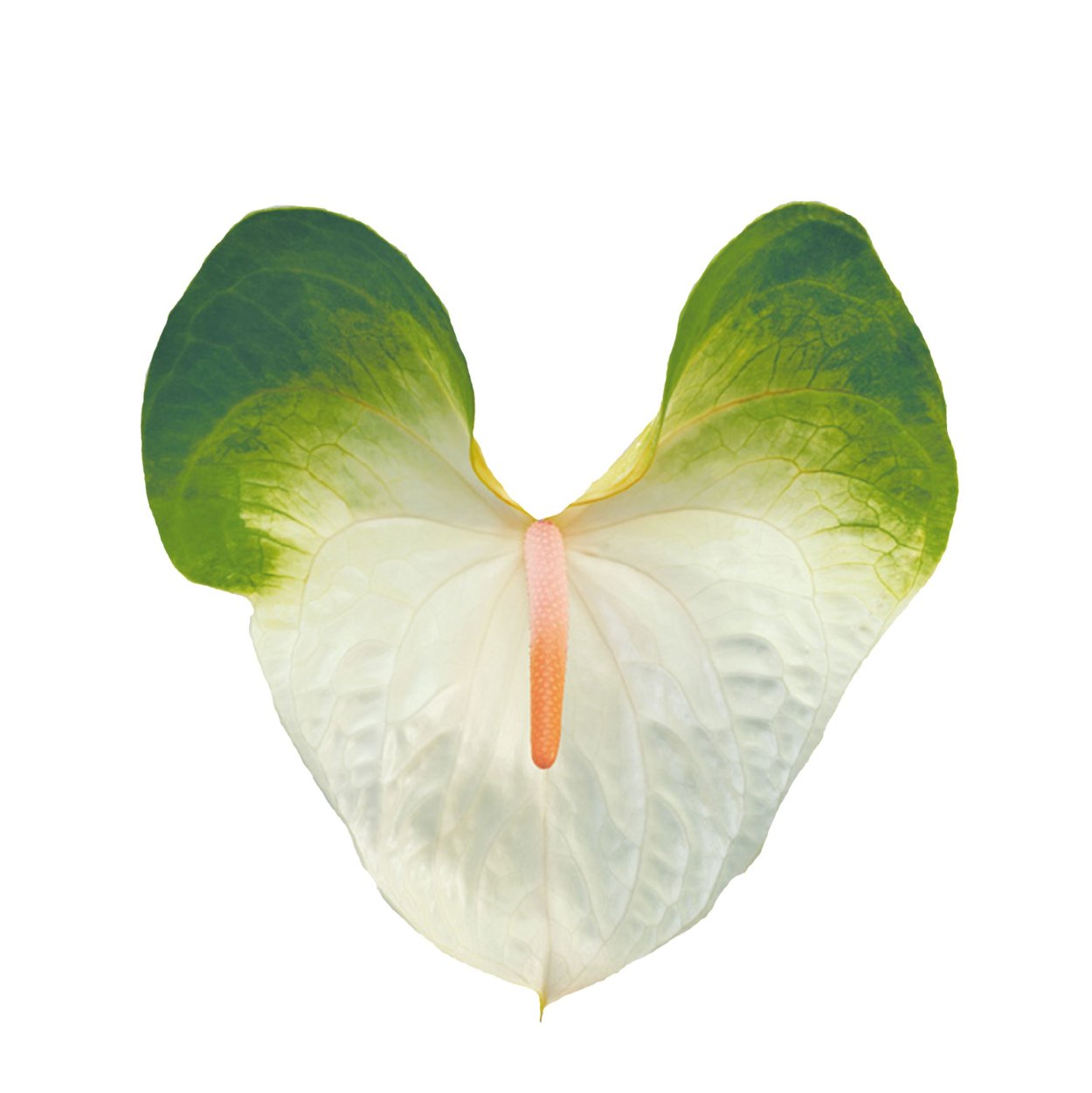 Антуриум микс 45 см