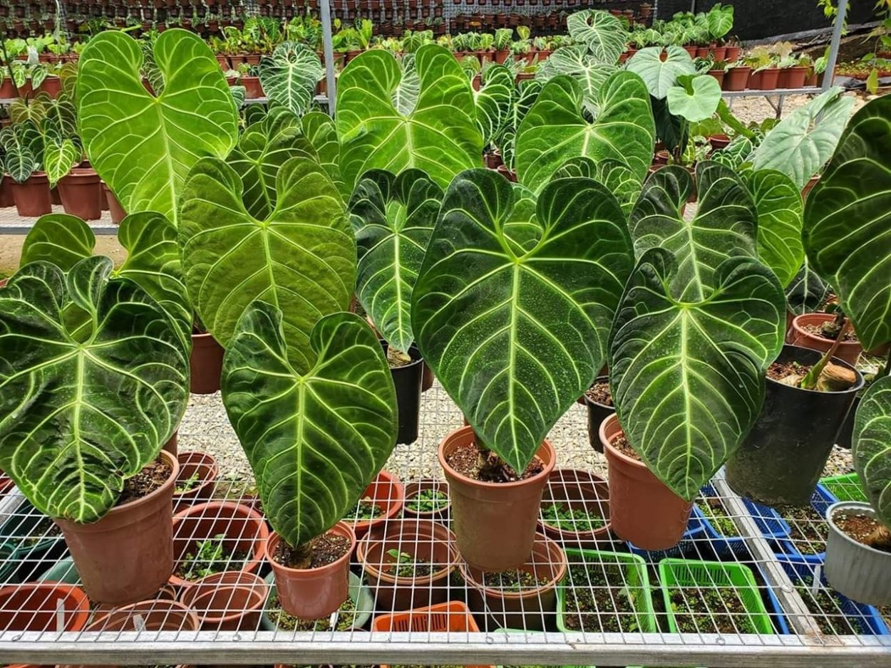 Anthurium marmoratum