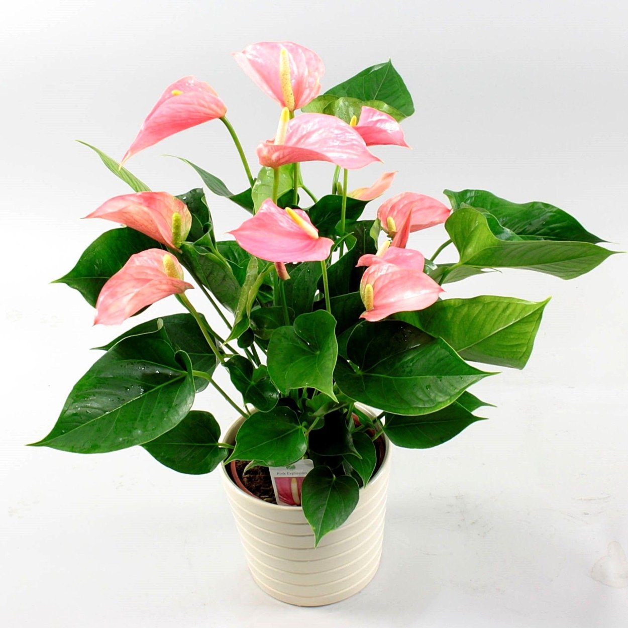 Антуриум Pink