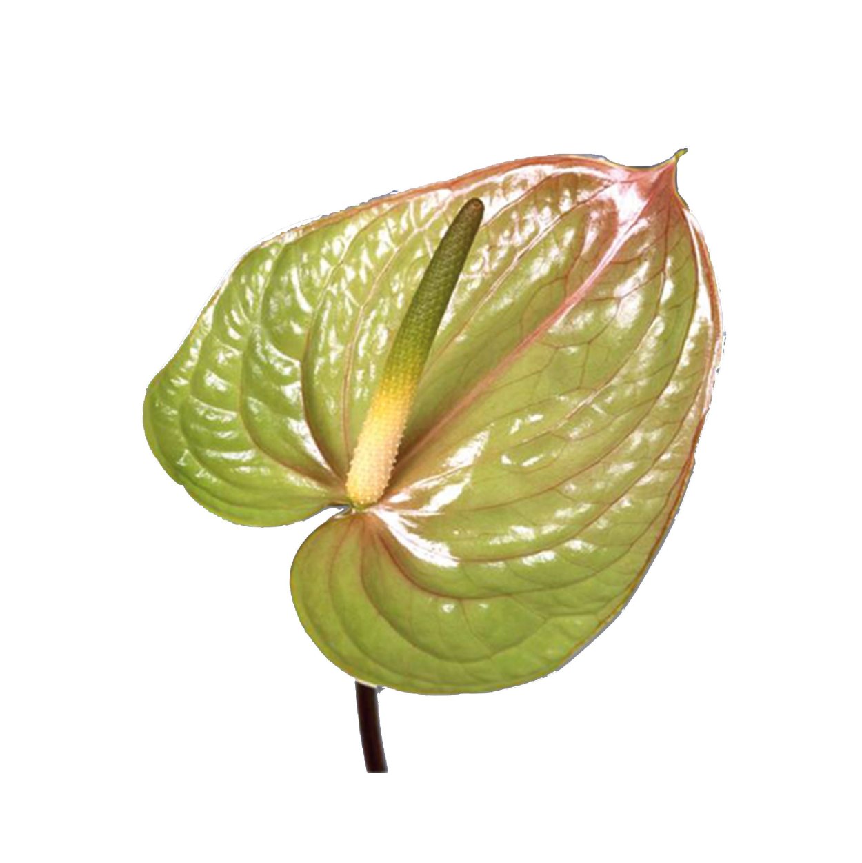 Антуриум Магнификум