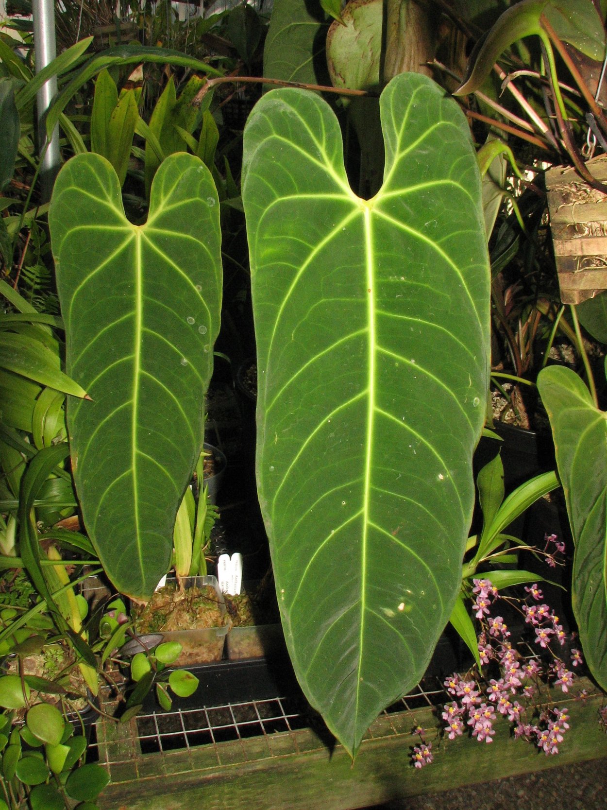 Туранза Антуриум