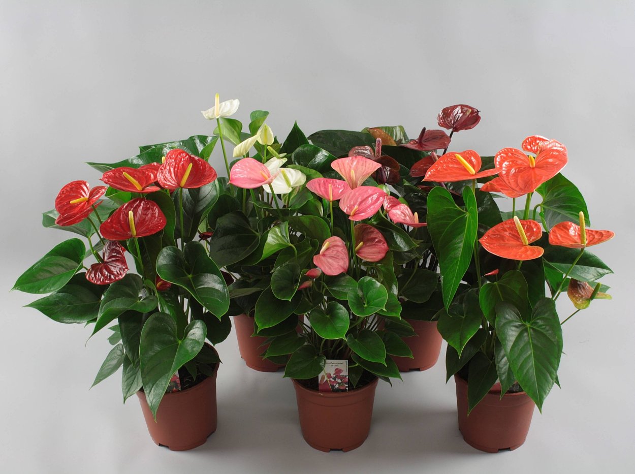 Антуриум Форгети Anthurium forgetii
