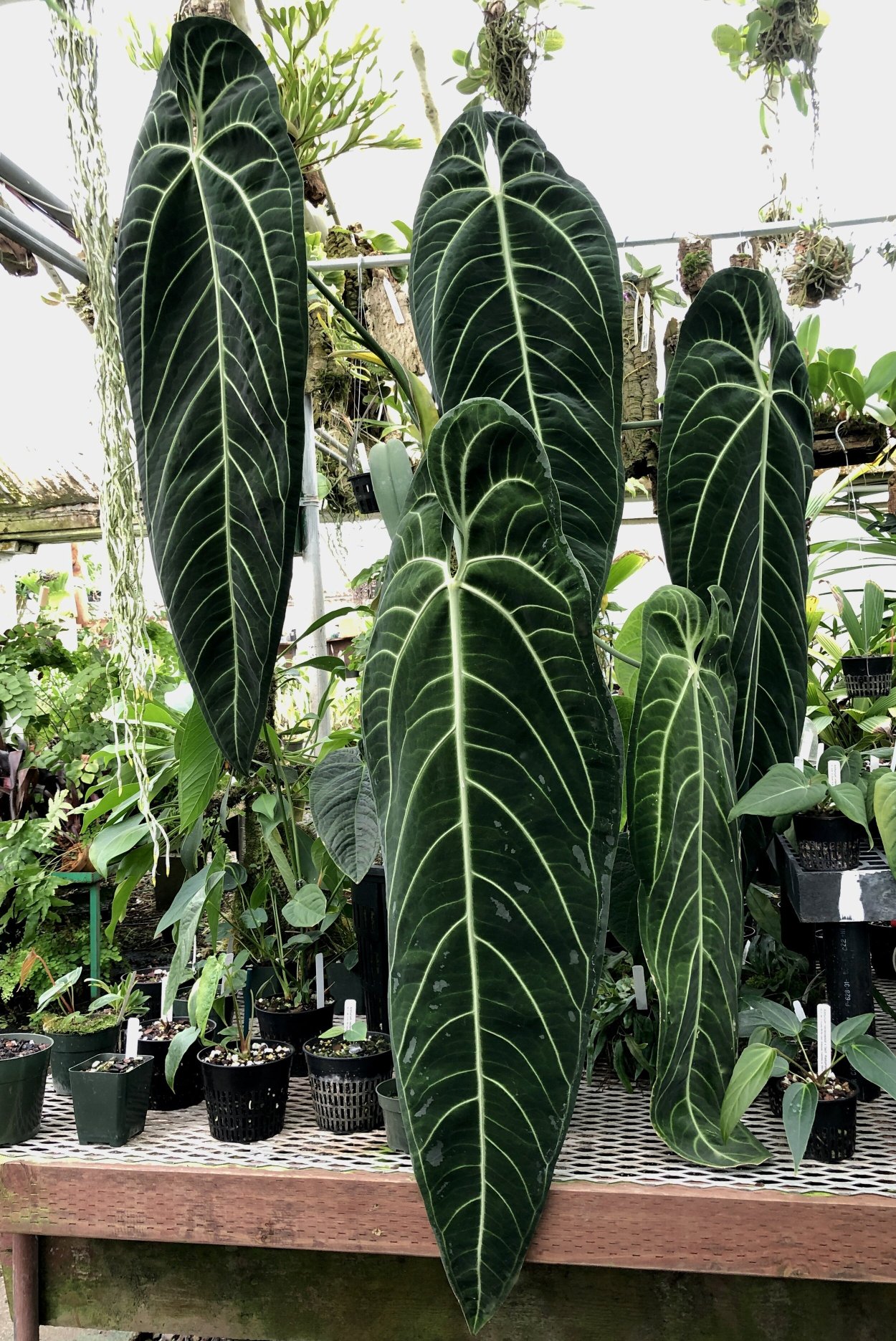 Антуриум Намора