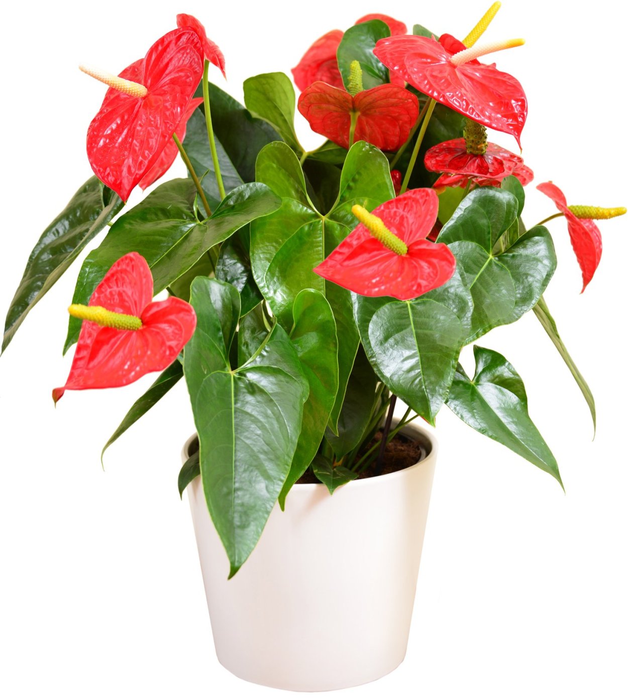 Anthurium superbum