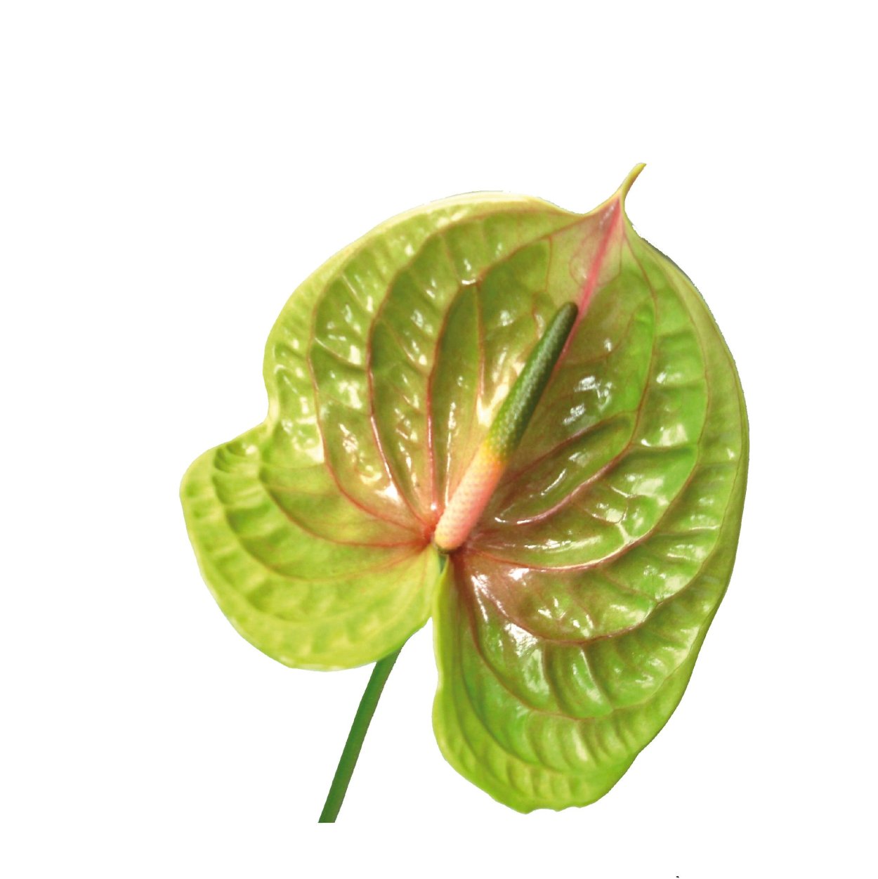 Антуриум Пинк Эксплоужен