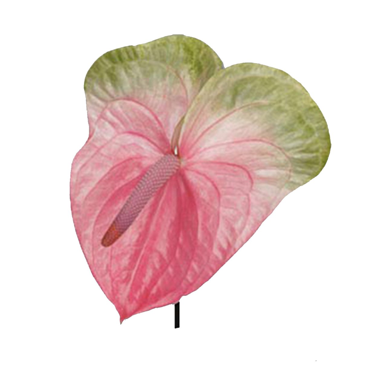 Антуриум многорассеченный