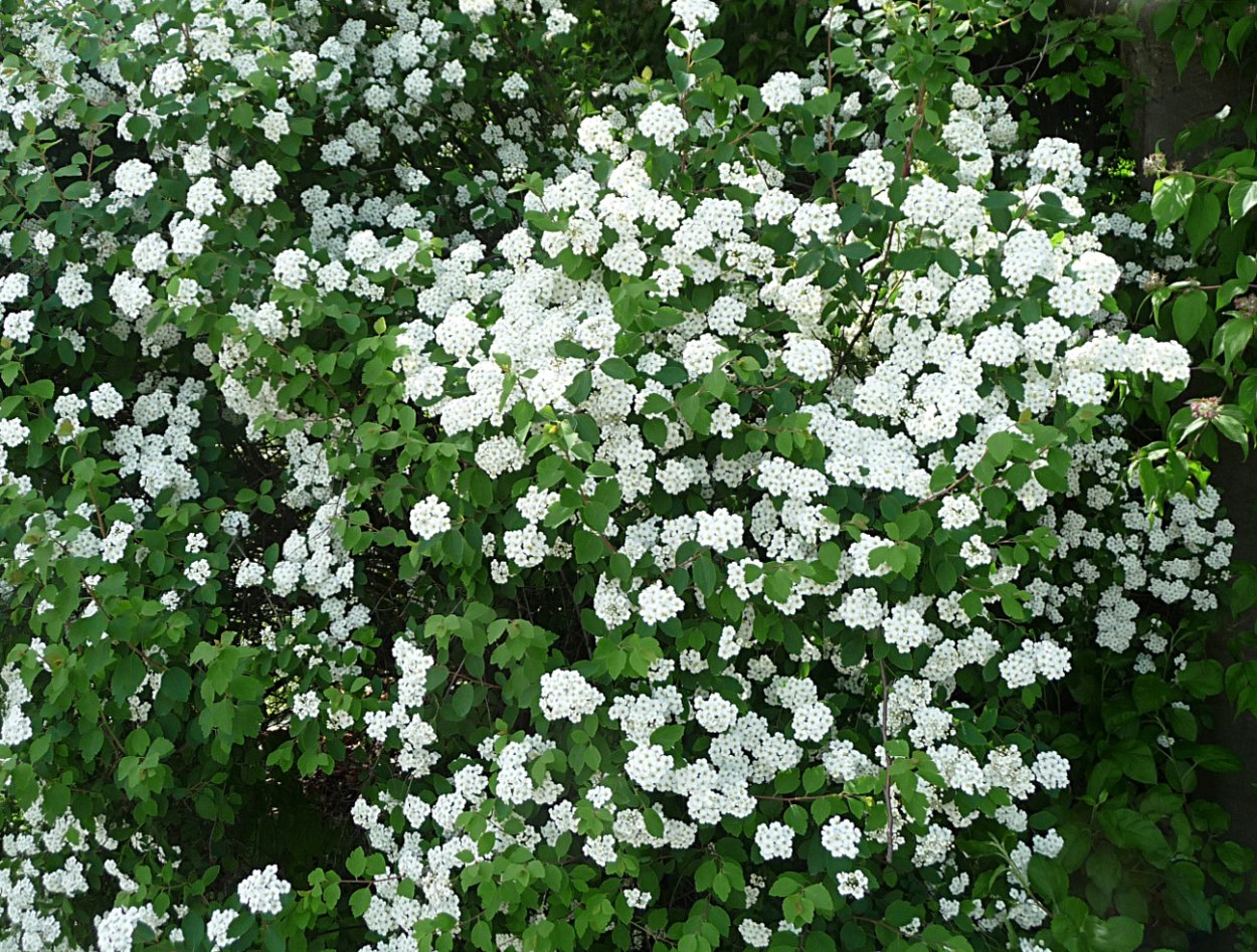 Спирея декумбенс