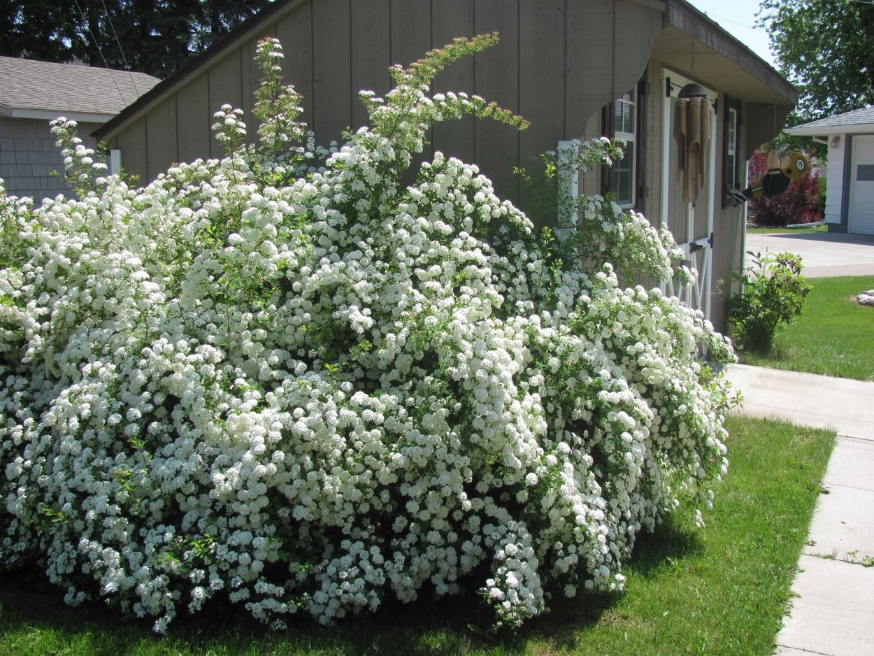 Стефандра Криспа кустарник