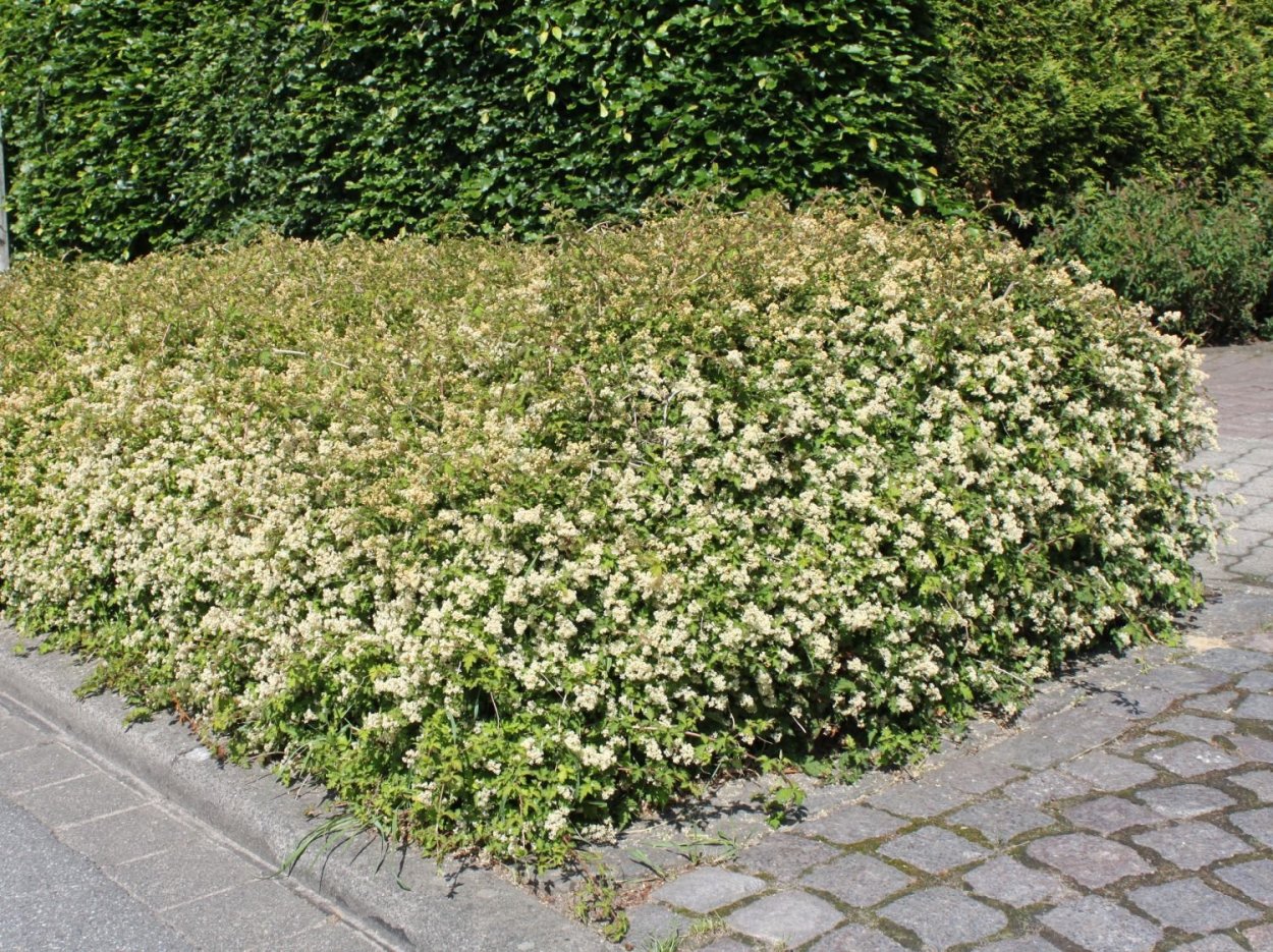 Спирея березолист."тор Голд"