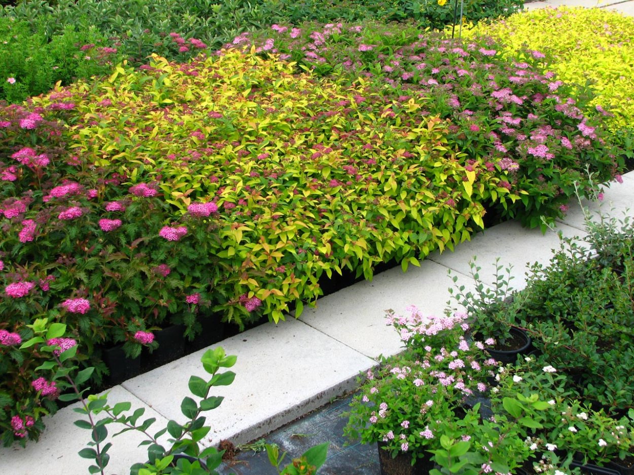 Спирея Сноубель