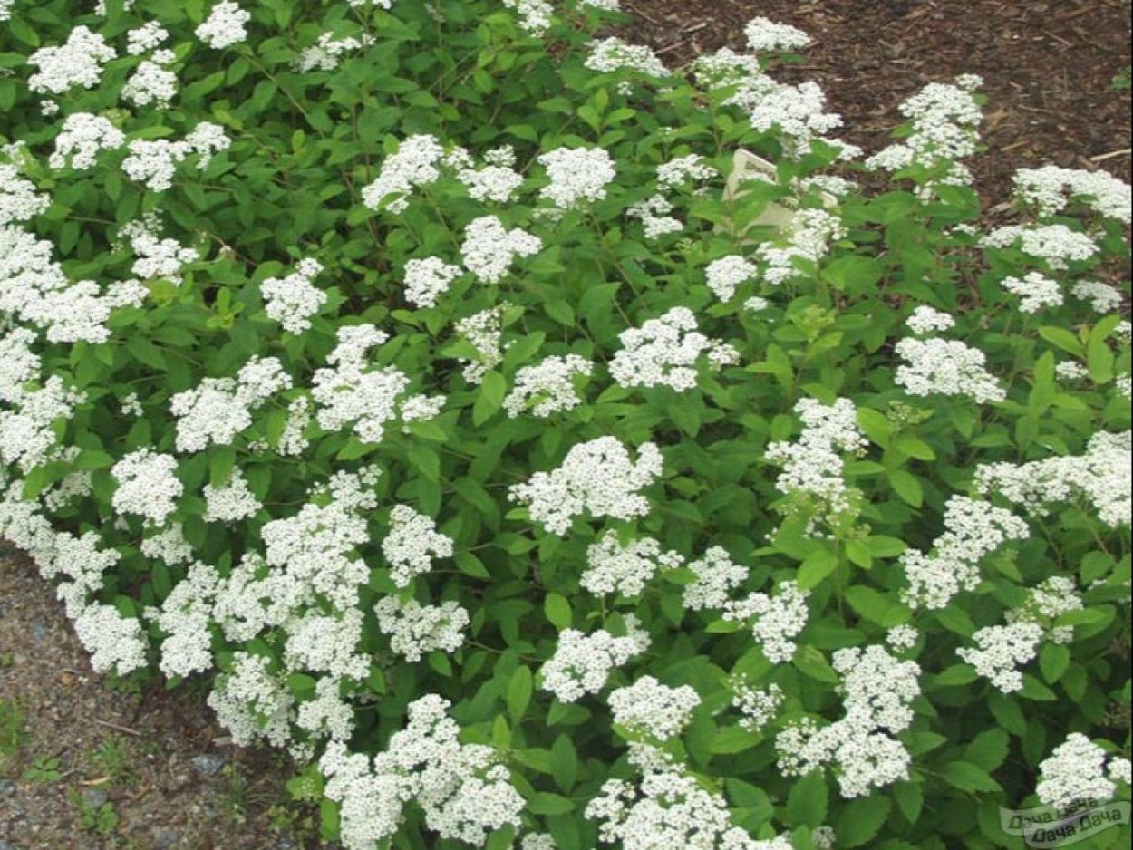 Спирея стелющаяся декумбенс