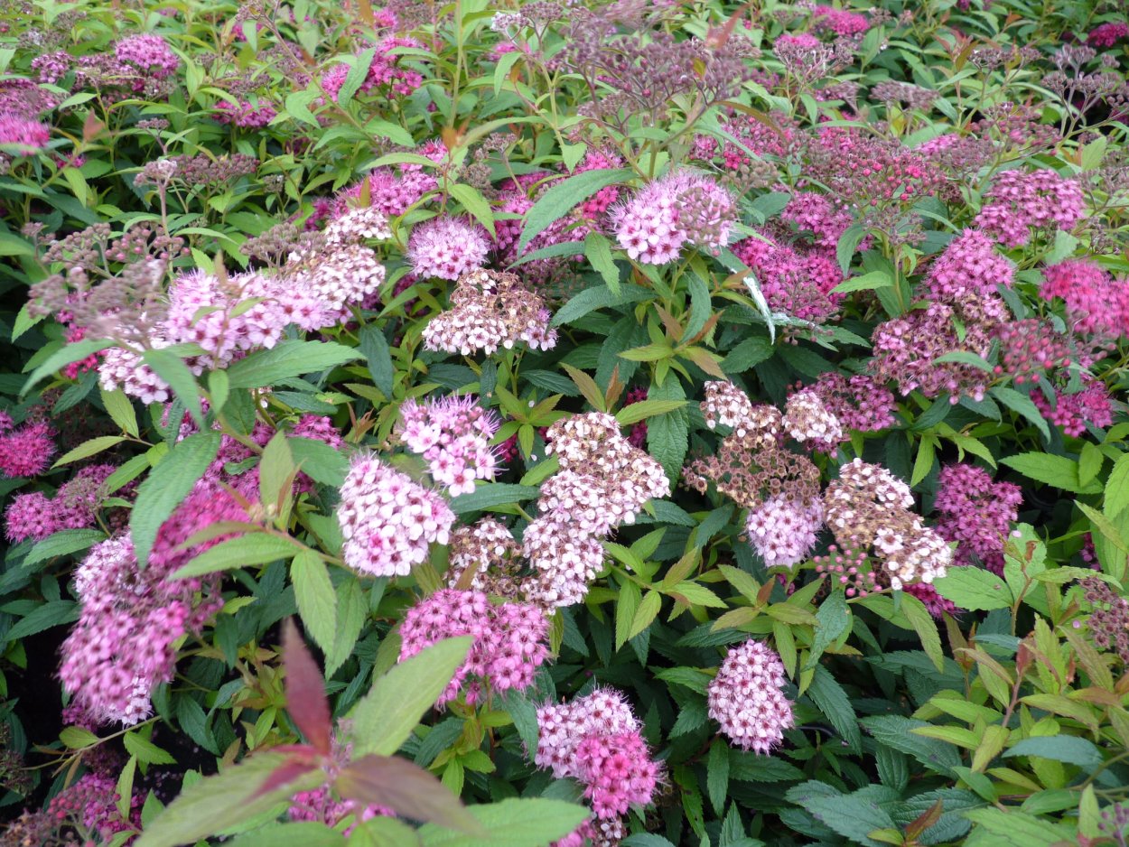 Шмидта спирея