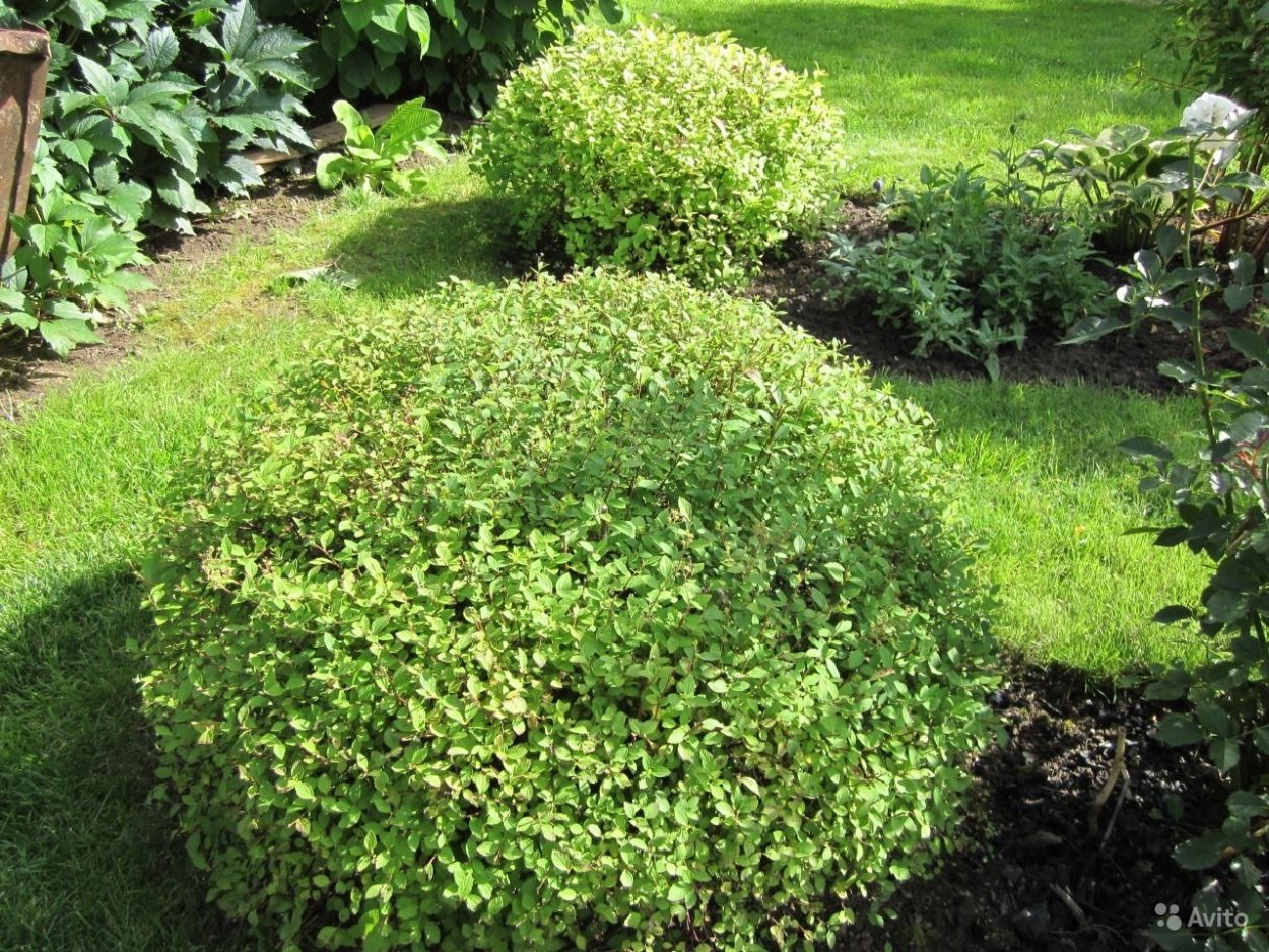 Спирея стелющаяся