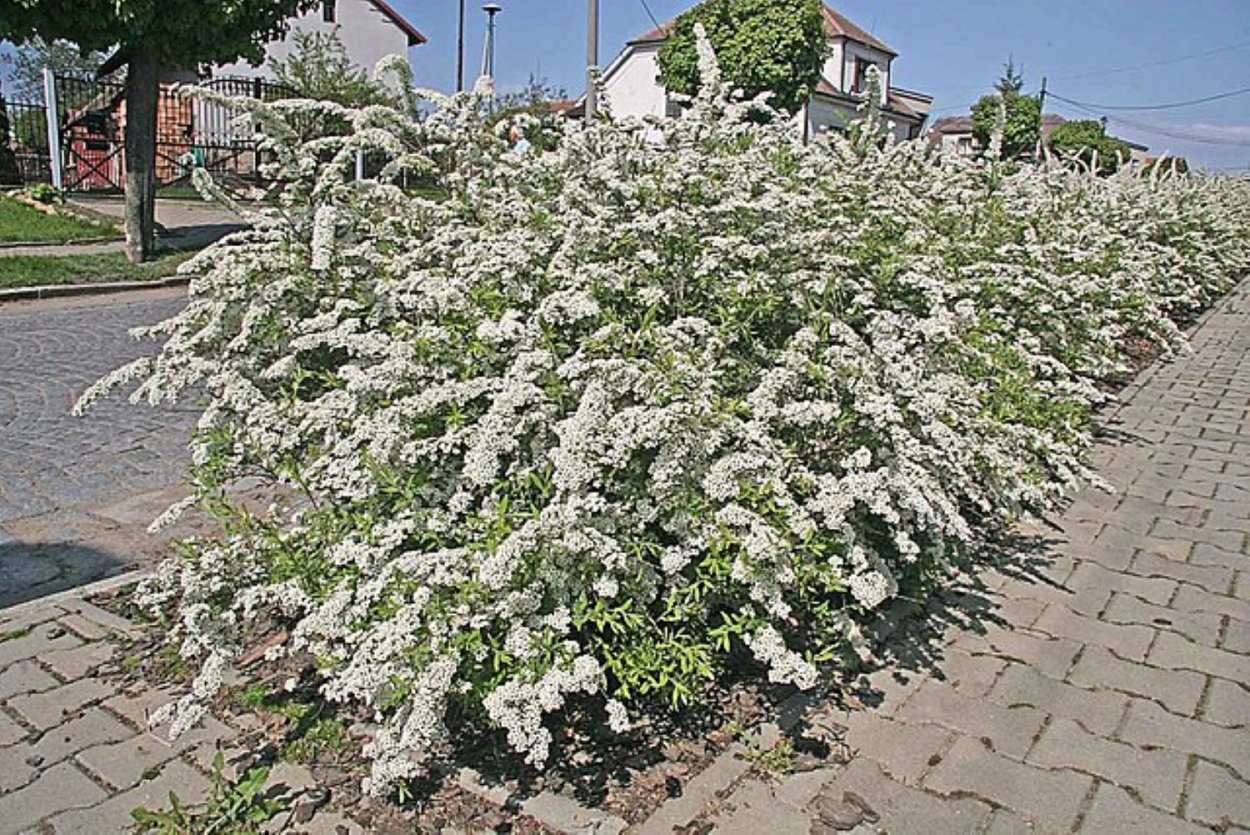 Можжевельник ujkl карпет
