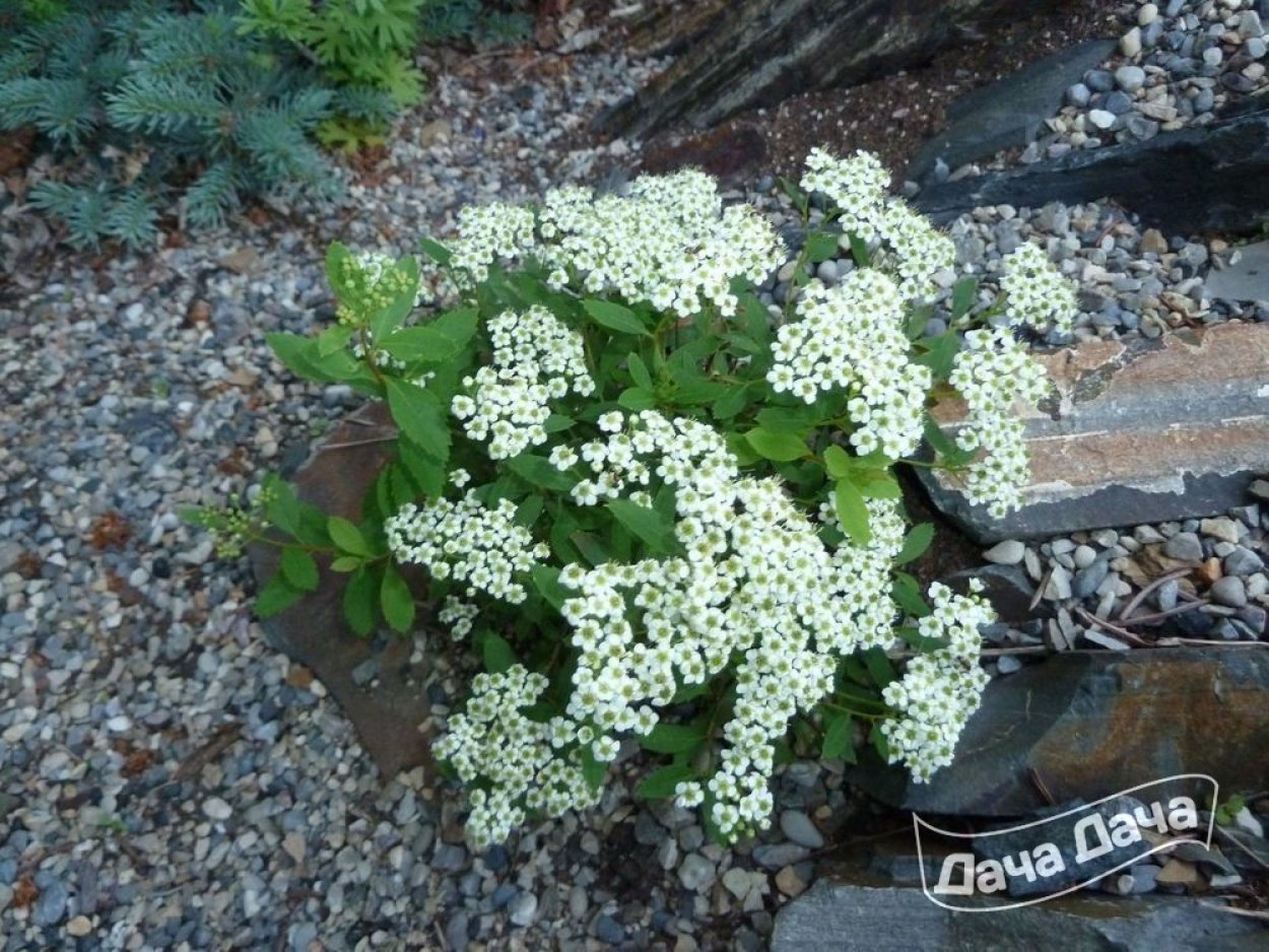 Спирея декумбенс