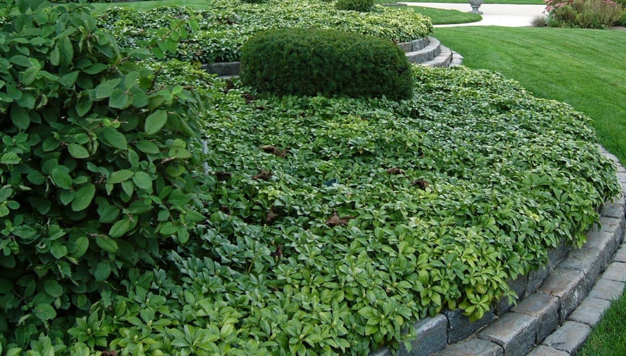 Спирея Вангутта Живая изгородь